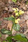 Yellow archangel